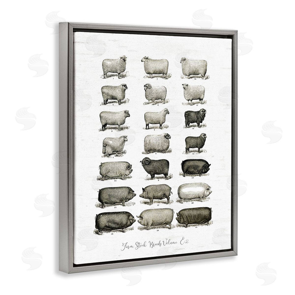 Lettered and Lined Farm Animal Breeds Pigs Sheep Diagram Chart Gray Floating Frame Canvas Wall Art Print