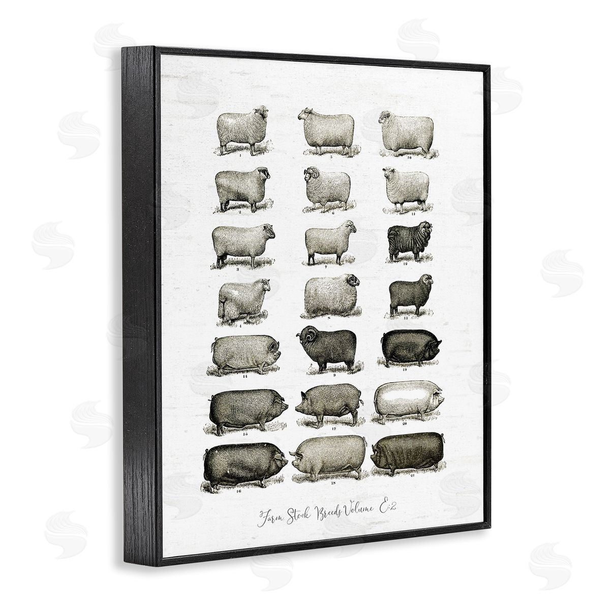 Lettered and Lined Farm Animal Breeds Pigs Sheep Diagram Chart Black Framed Giclee Wall Art Print