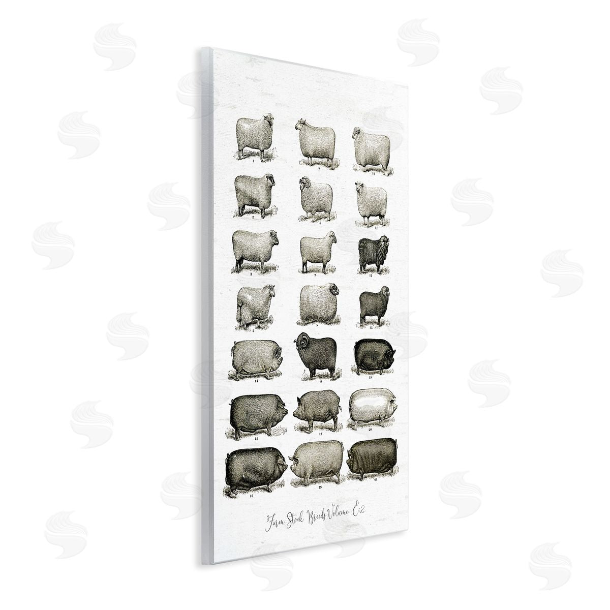 Lettered and Lined Farm Animal Breeds Pigs Sheep Diagram Chart Wall Plaque Art Print