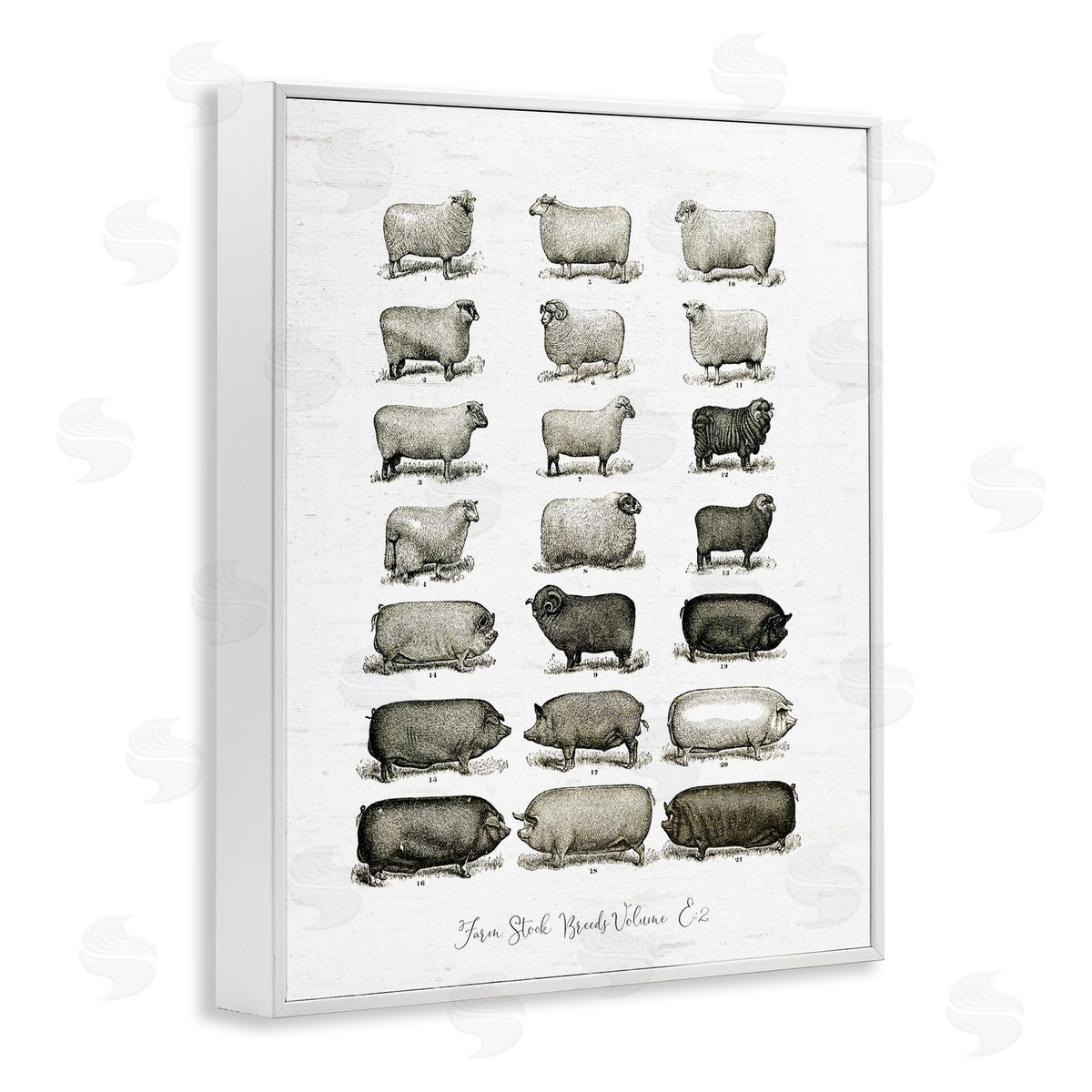 Lettered and Lined Farm Animal Breeds Pigs Sheep Diagram Chart White Framed Giclee Wall Art Print