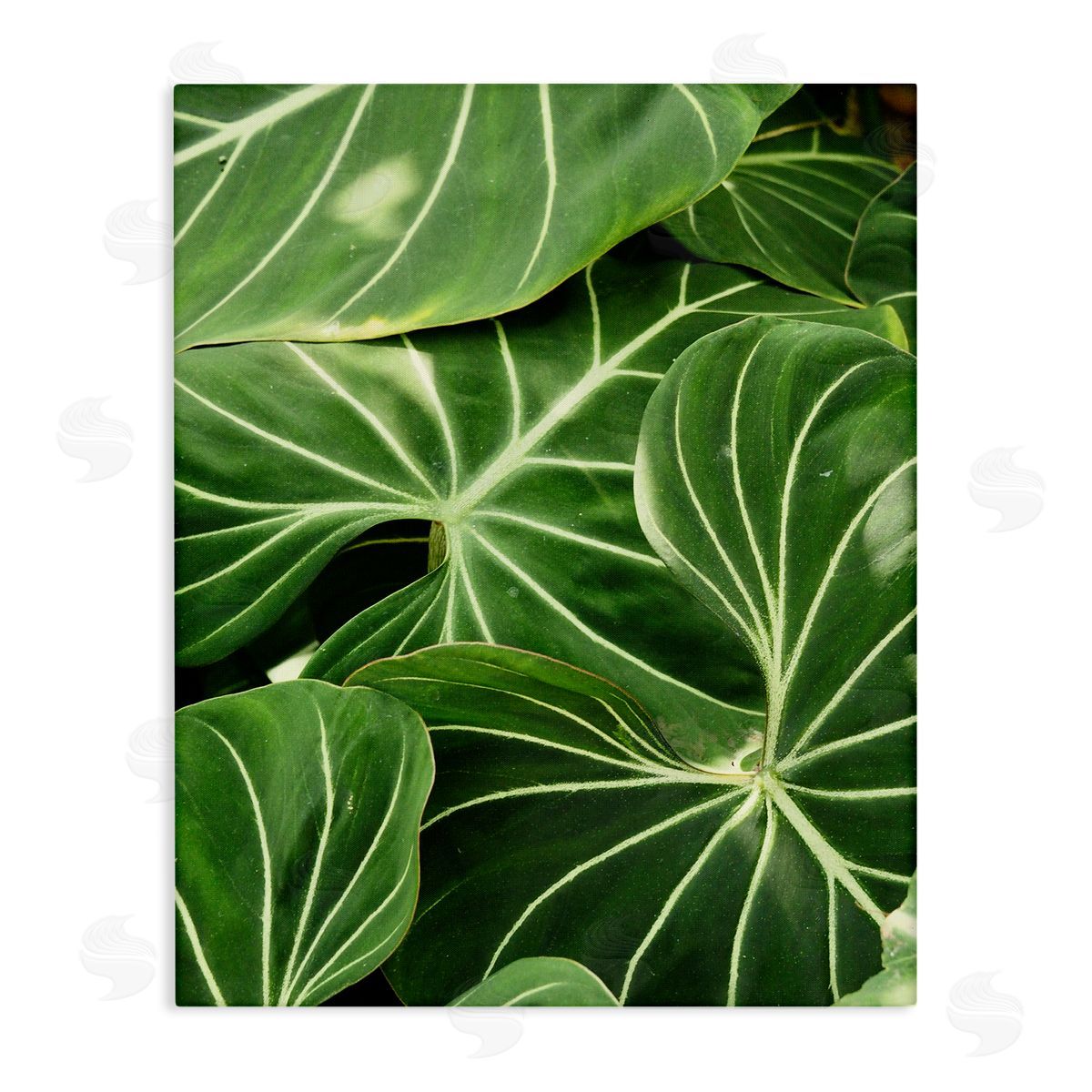 Gail Peck Lush Green Leaves Vegetation Tropical Plant Photography Stretched Canvas Wall Art Print