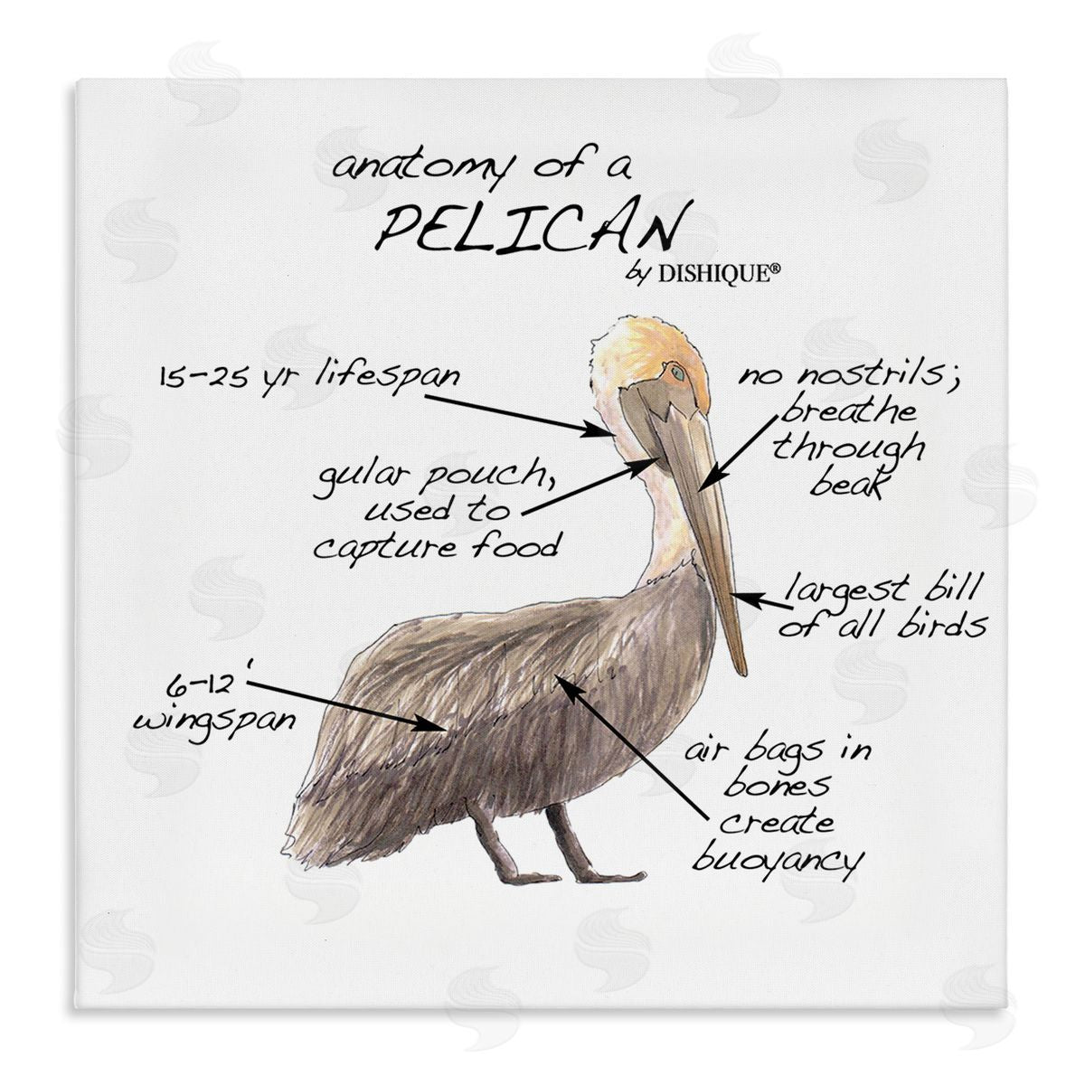 Dishique Pelican Sea Bird Animal Educational Anatomy Diagram  Stretched Canvas Wall Art Print