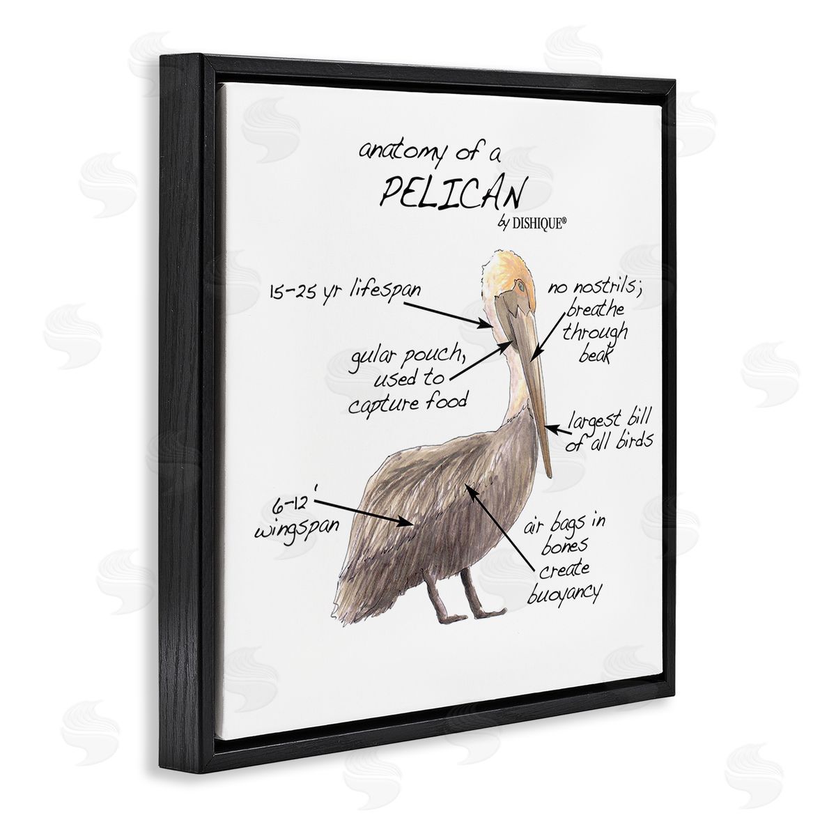 Dishique Pelican Sea Bird Animal Educational Anatomy Diagram  Black Floating Frame Canvas Wall Art Print