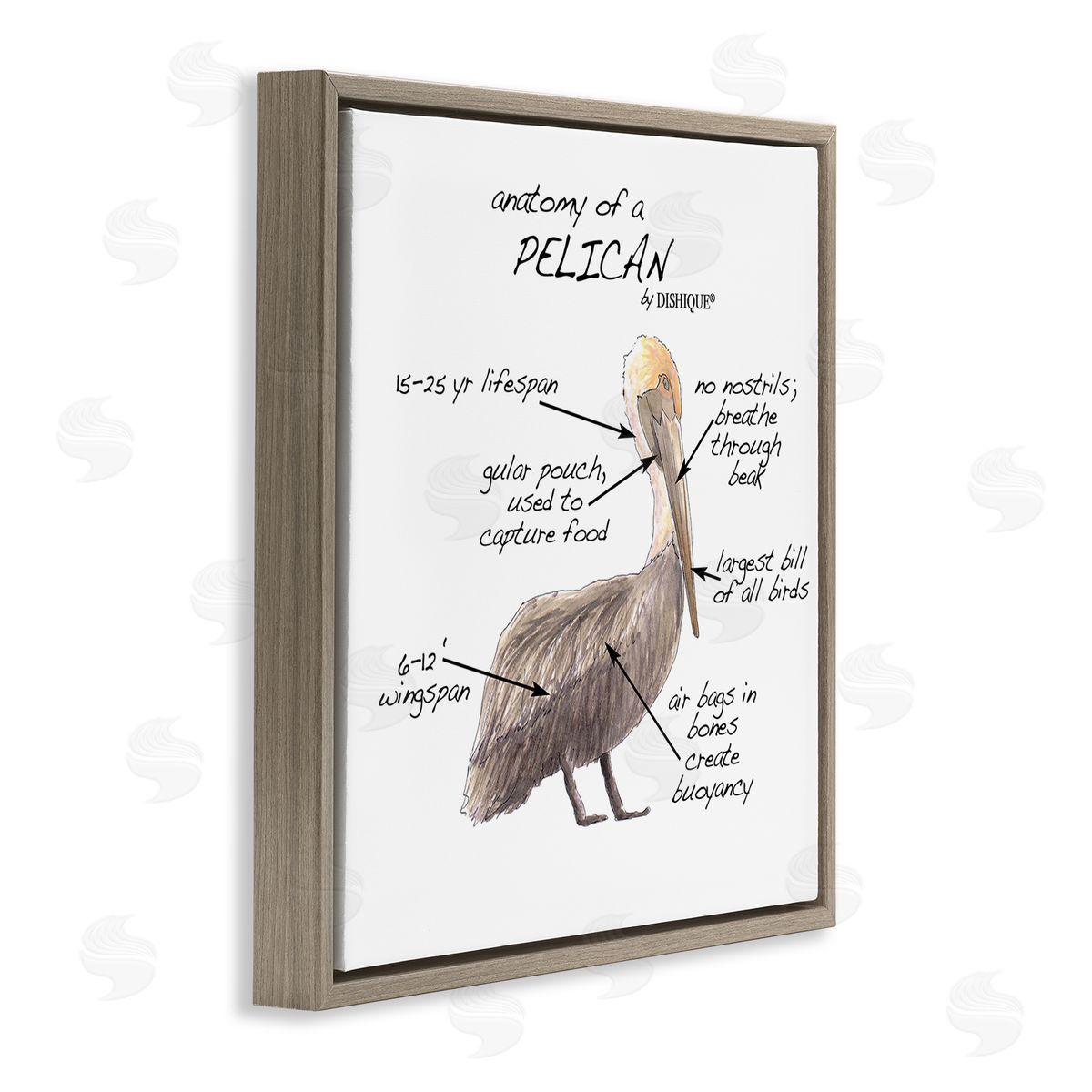 Dishique Pelican Sea Bird Animal Educational Anatomy Diagram  Brown Floating Frame Canvas Wall Art Print