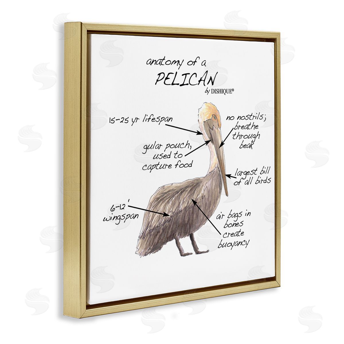 Dishique Pelican Sea Bird Animal Educational Anatomy Diagram  Gold Floating Frame Canvas Wall Art Print