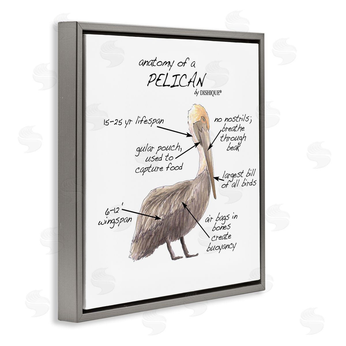 Dishique Pelican Sea Bird Animal Educational Anatomy Diagram  Gray Floating Frame Canvas Wall Art Print