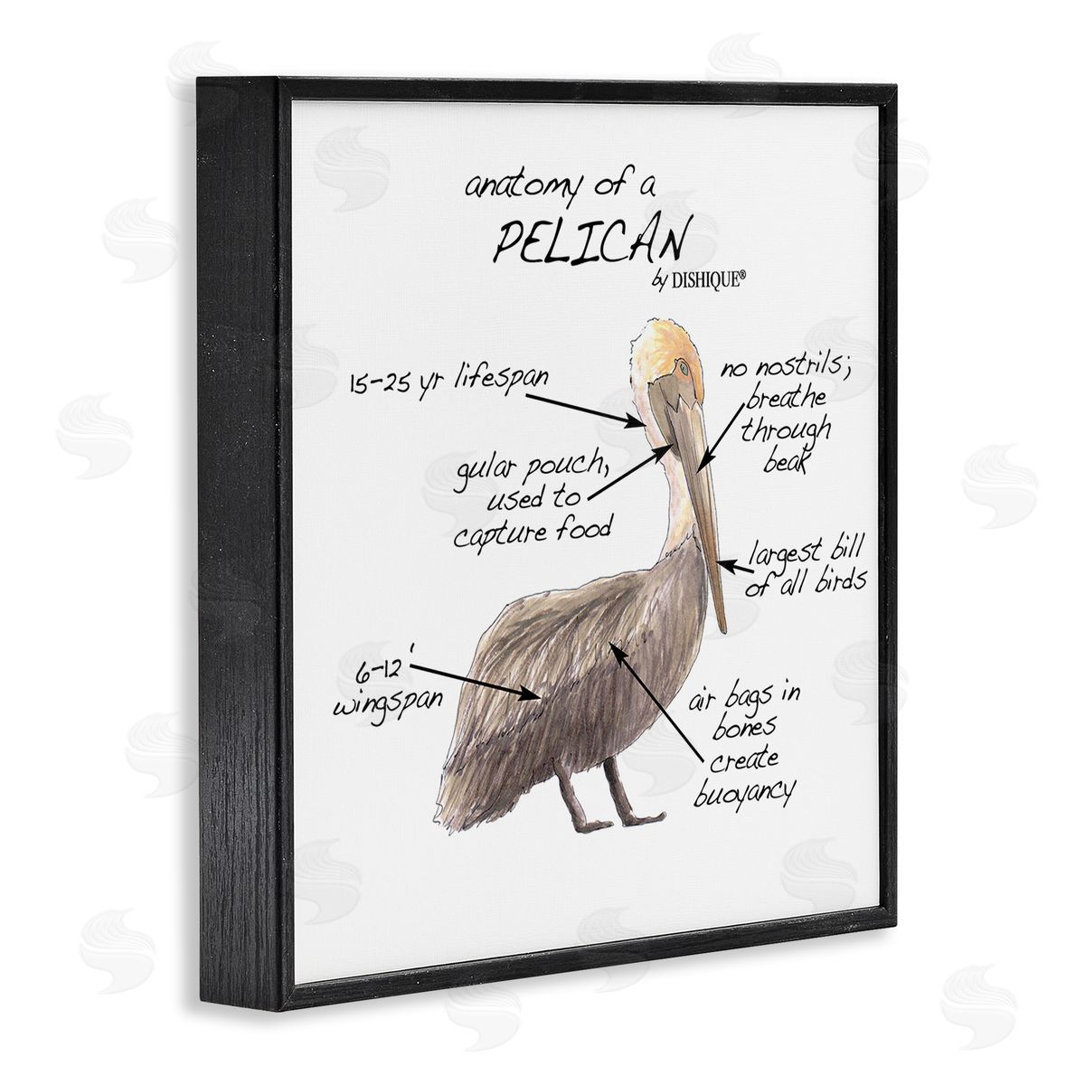 Dishique Pelican Sea Bird Animal Educational Anatomy Diagram  Black Framed Glicee Wall Art Print