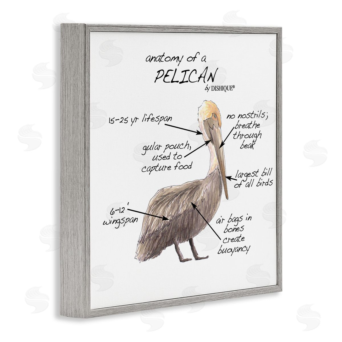 Dishique Pelican Sea Bird Animal Educational Anatomy Diagram  Gray Framed Glicee Wall Art Print