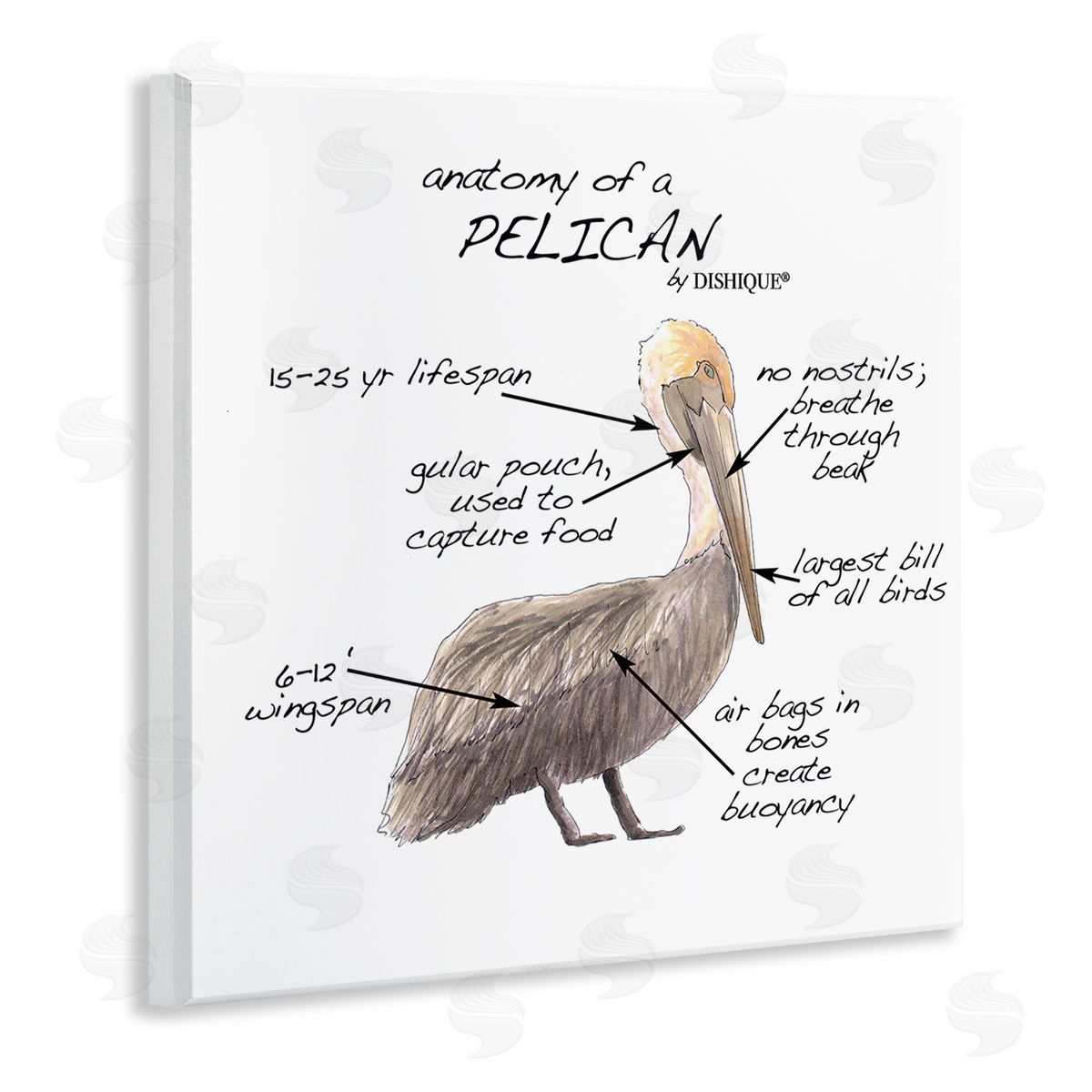 Dishique Pelican Sea Bird Animal Educational Anatomy Diagram  Wooden Wall Plaque Art Print