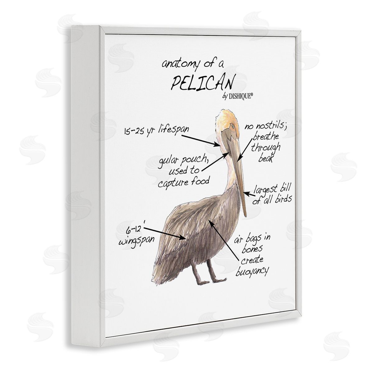Dishique Pelican Sea Bird Animal Educational Anatomy Diagram  White Framed Glicee Wall Art Print