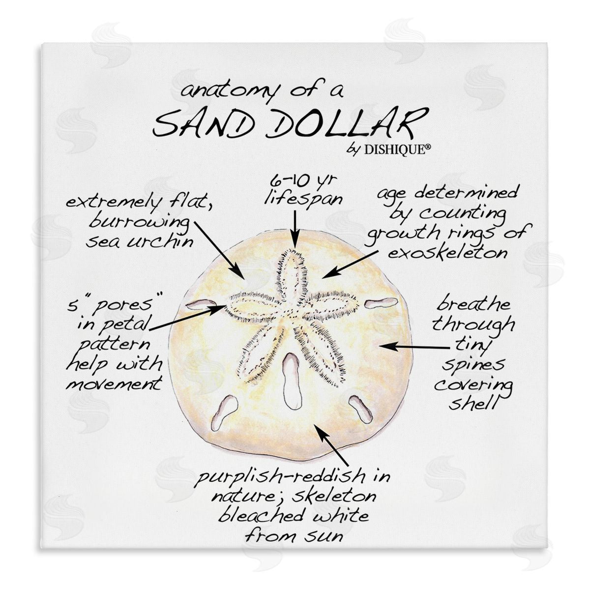 Dishique Informative Sand Dollar Learning Chart Nautical Education Stretched Canvas Wall Art Print