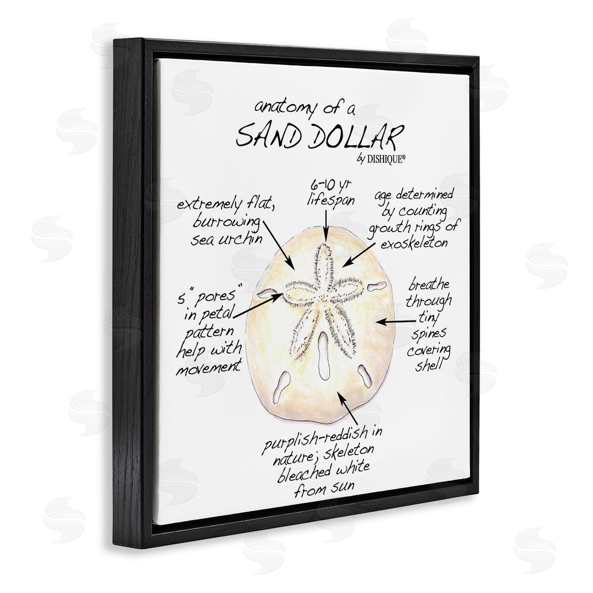 Dishique Informative Sand Dollar Learning Chart Nautical Education Black Floating Frame Canvas Wall Art Print
