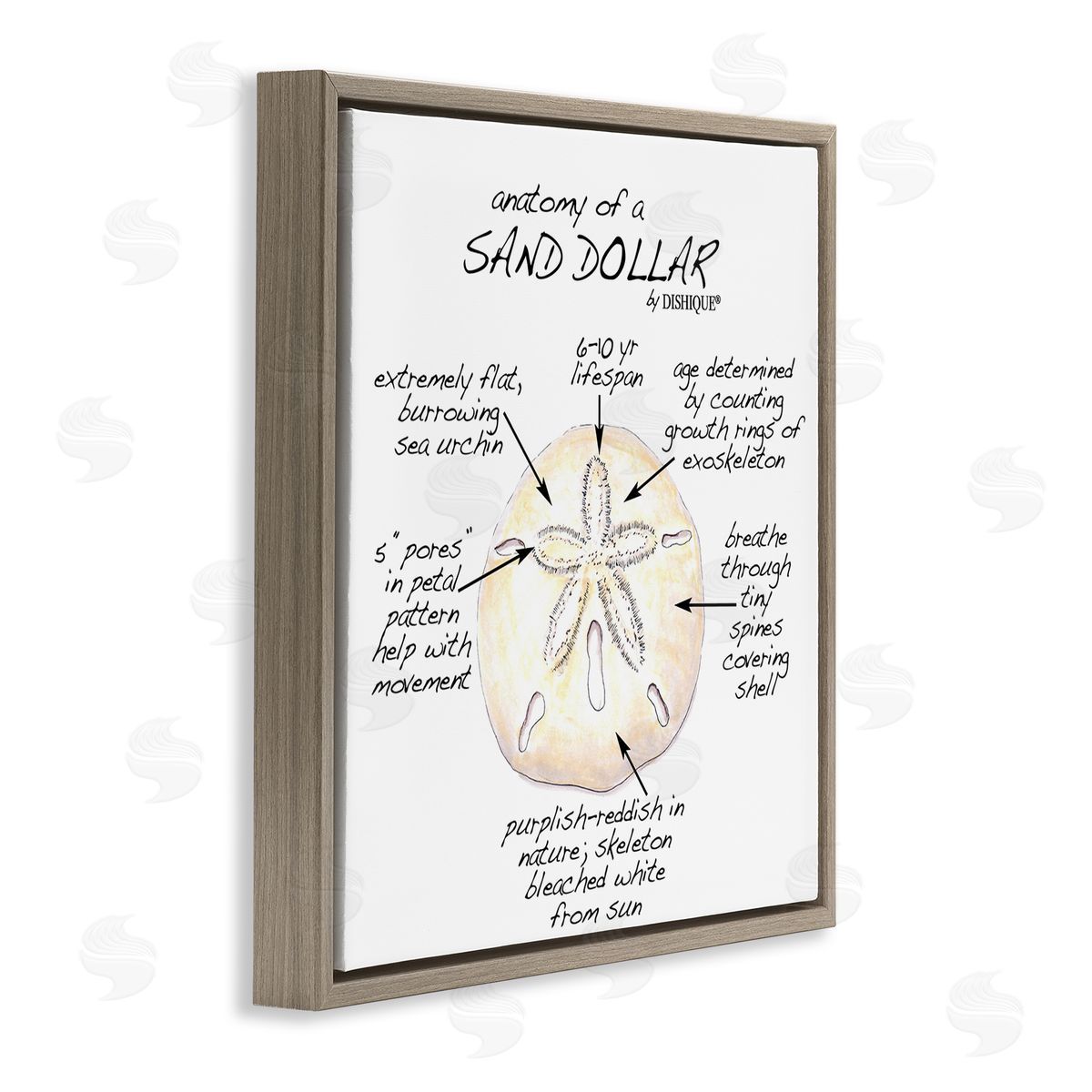 Dishique Informative Sand Dollar Learning Chart Nautical Education Brown Floating Frame Canvas Wall Art Print