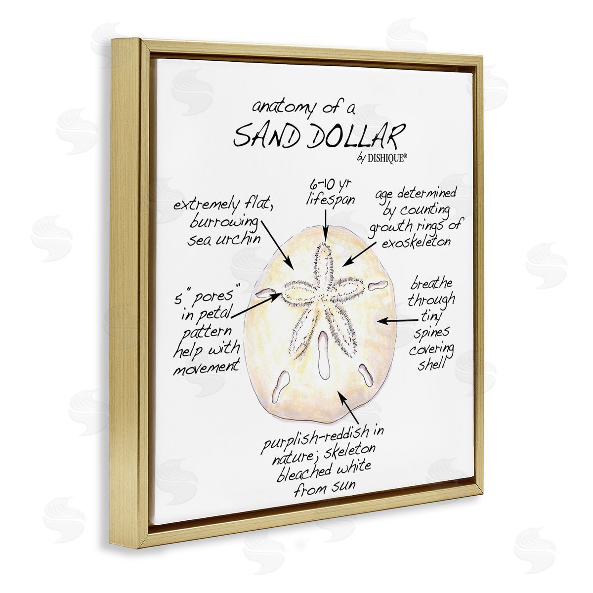 Dishique Informative Sand Dollar Learning Chart Nautical Education Gold Floating Frame Canvas Wall Art Print
