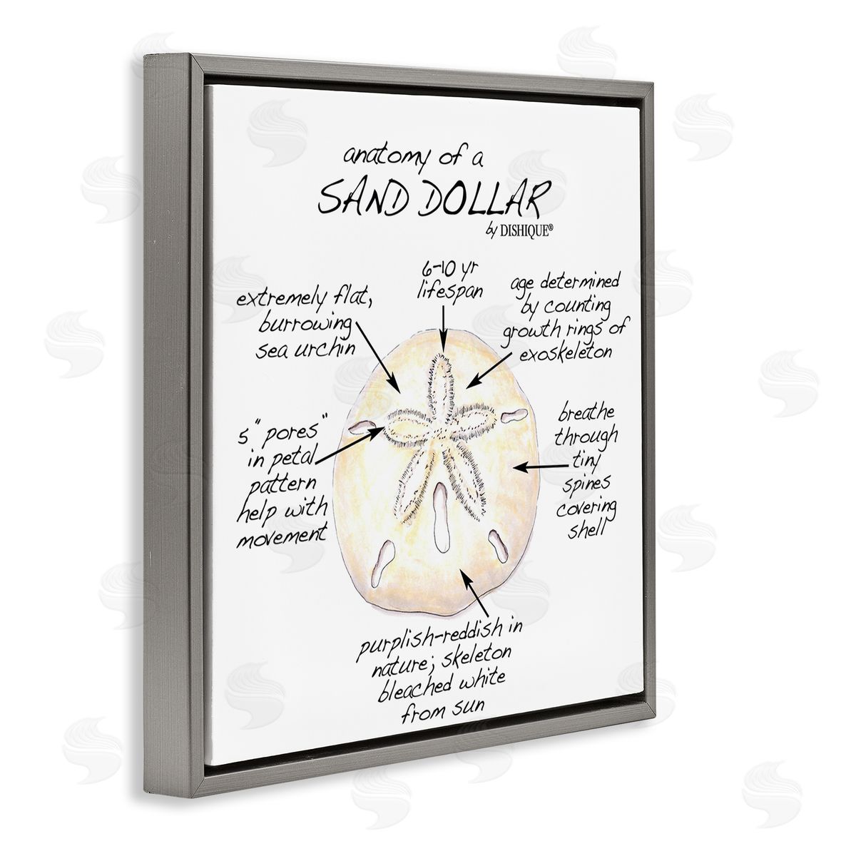Dishique Informative Sand Dollar Learning Chart Nautical Education Gray Floating Frame Canvas Wall Art Print