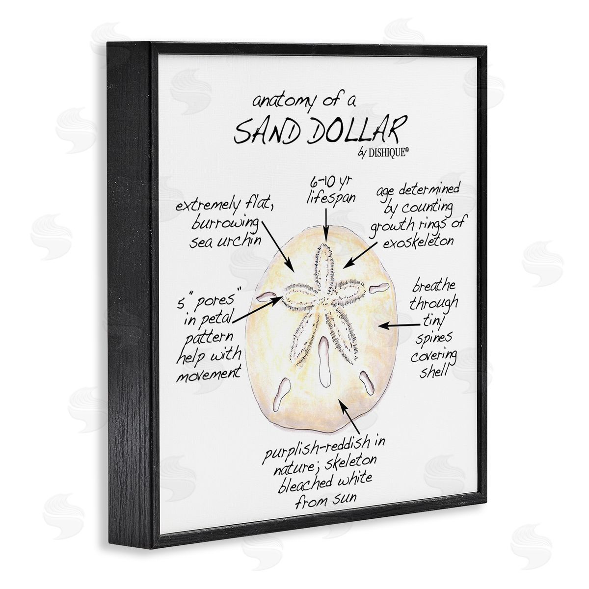 Dishique Informative Sand Dollar Learning Chart Nautical Education Black Framed Glicee Wall Art Print