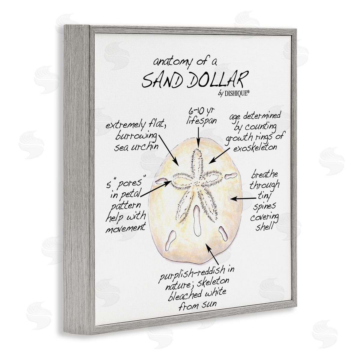 Dishique Informative Sand Dollar Learning Chart Nautical Education Gray Framed Glicee Wall Art Print