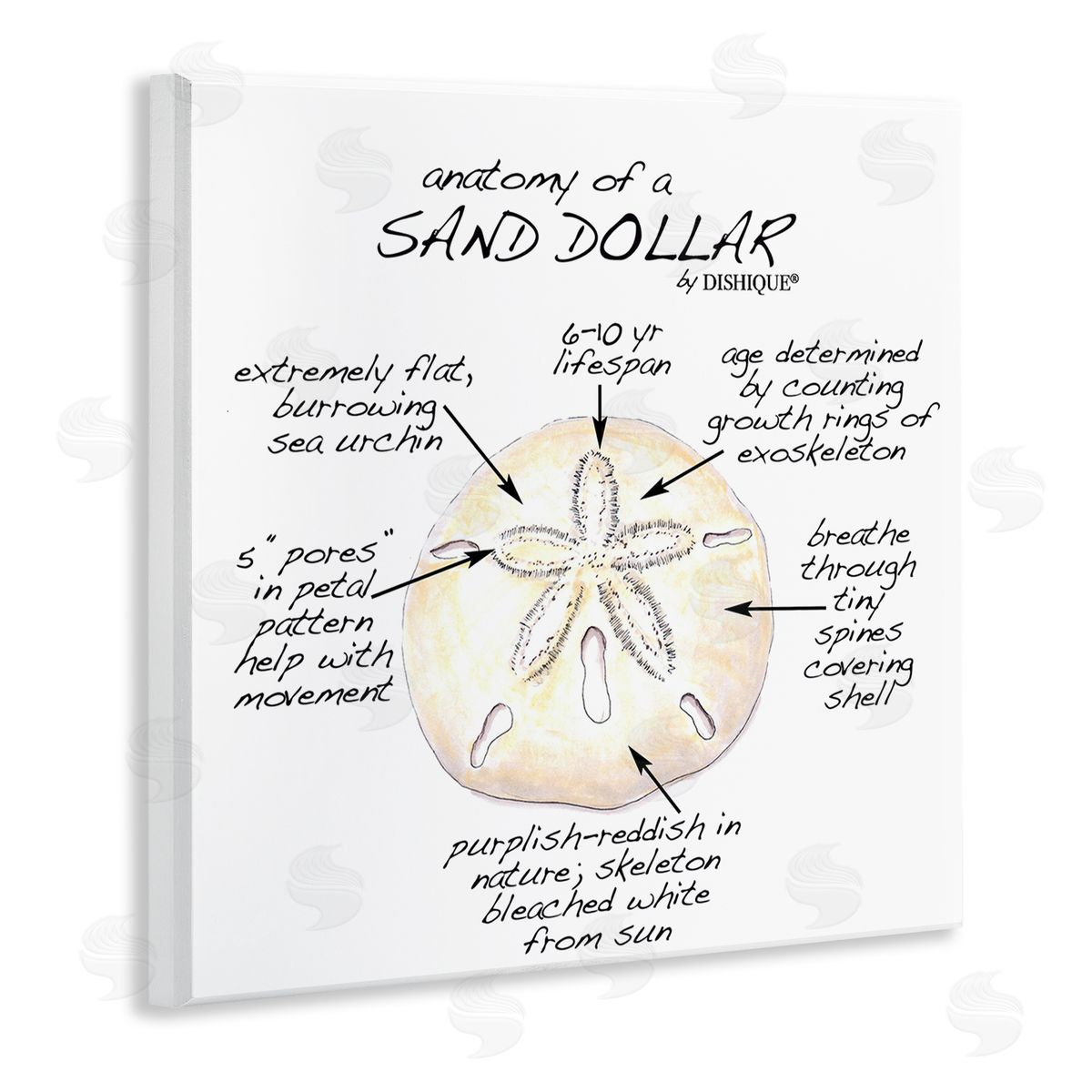 Dishique Informative Sand Dollar Learning Chart Nautical Education Wooden Wall Plaque Art Print