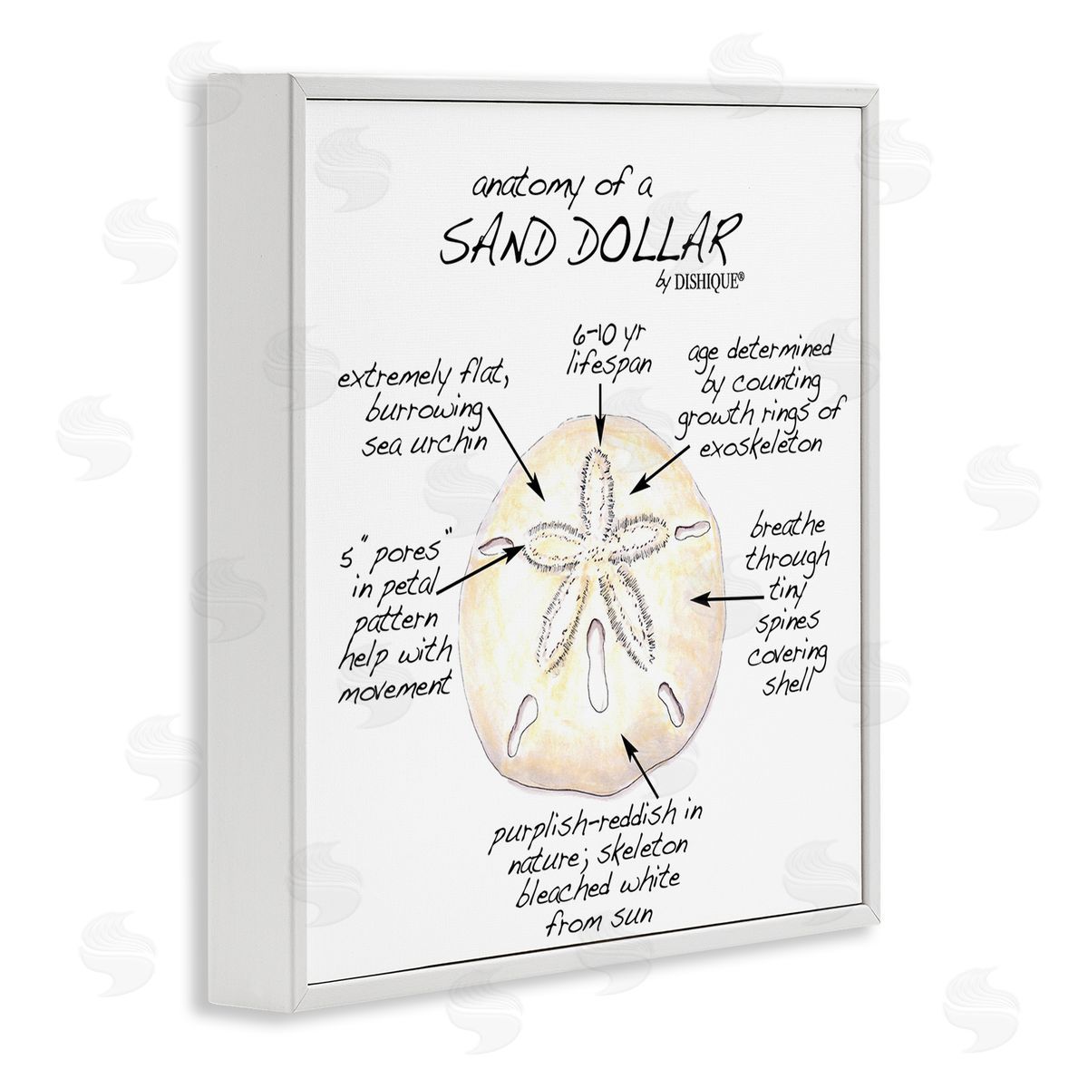 Dishique Informative Sand Dollar Learning Chart Nautical Education White Framed Glicee Wall Art Print