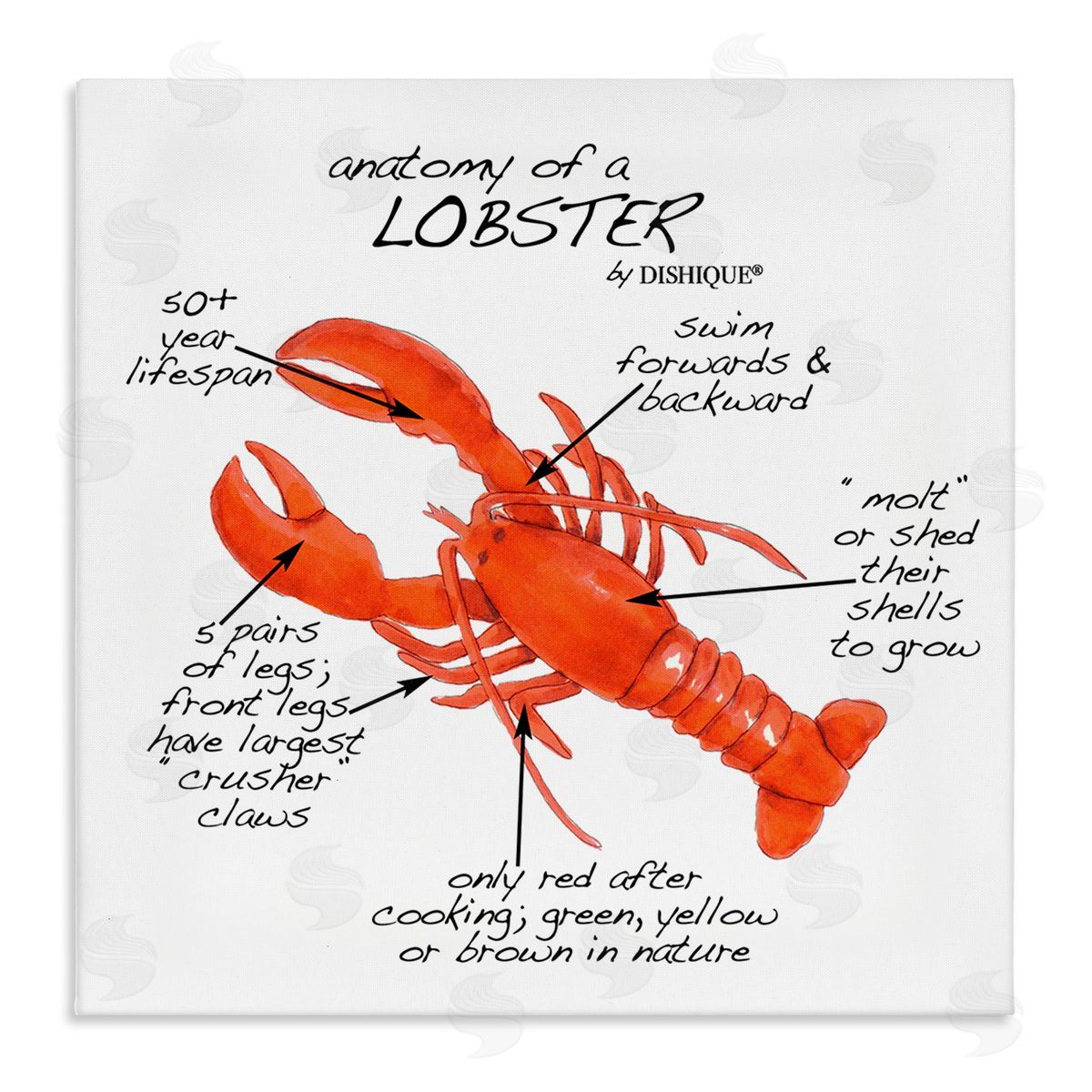 Dishique Lobster Anatomy Nautical Sea Life Learning Chart Stretched Canvas Wall Art Print