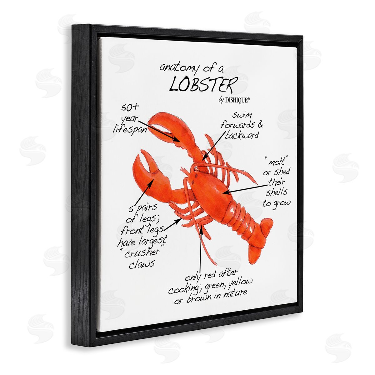 Dishique Lobster Anatomy Nautical Sea Life Learning Chart Black Floating Frame Canvas Wall Art Print