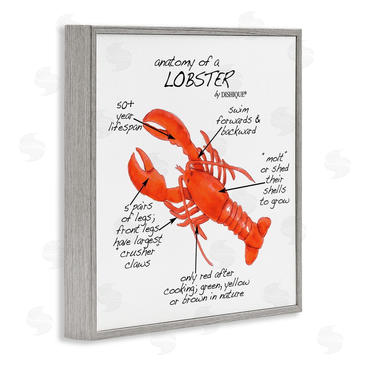 Dishique Lobster Anatomy Nautical Sea Life Learning Chart Gray Framed Glicee Wall Art Print