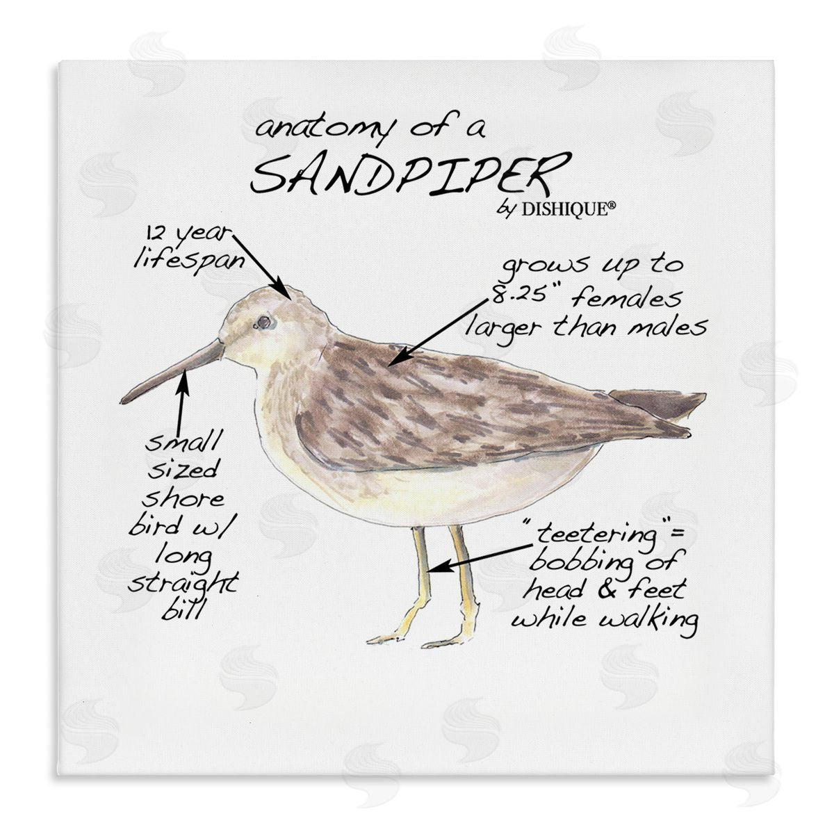 Dishique Sandpiper Beach Bird Wildlife Learning Facts Chart  Stretched Canvas Wall Art Print