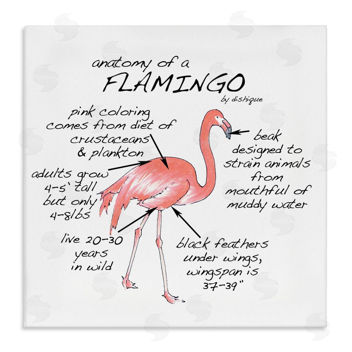 Dishique Flamingo Bird Facts Chart Educational Wildlife Animals Stretched Canvas Wall Art Print