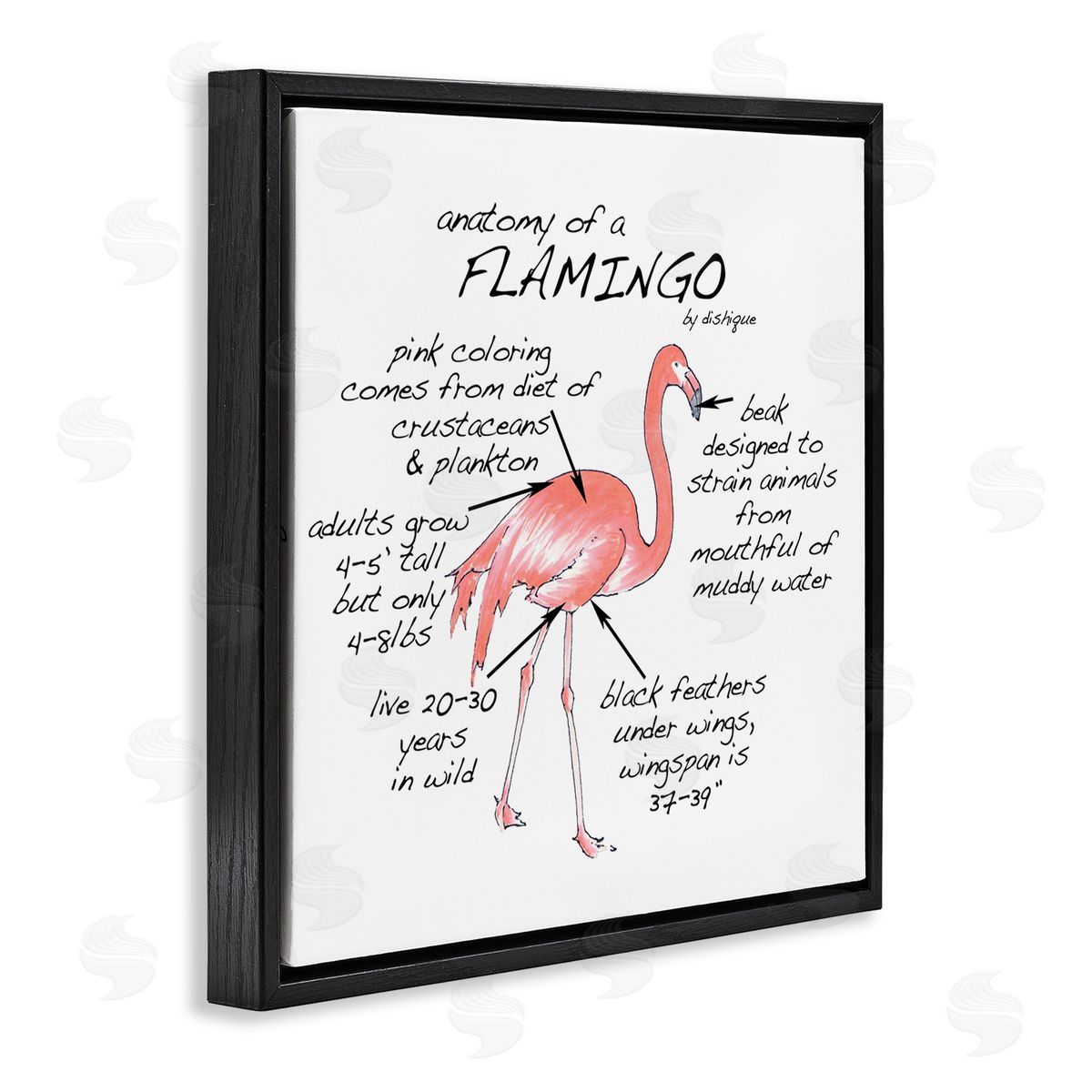 Dishique Flamingo Bird Facts Chart Educational Wildlife Animals Black Floating Frame Canvas Wall Art Print
