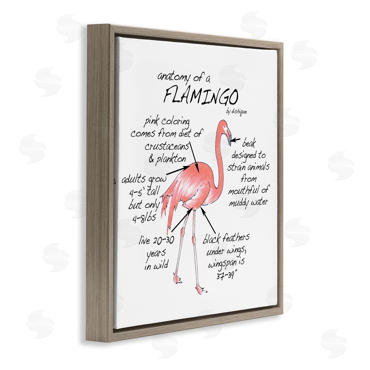 Dishique Flamingo Bird Facts Chart Educational Wildlife Animals Brown Floating Frame Canvas Wall Art Print