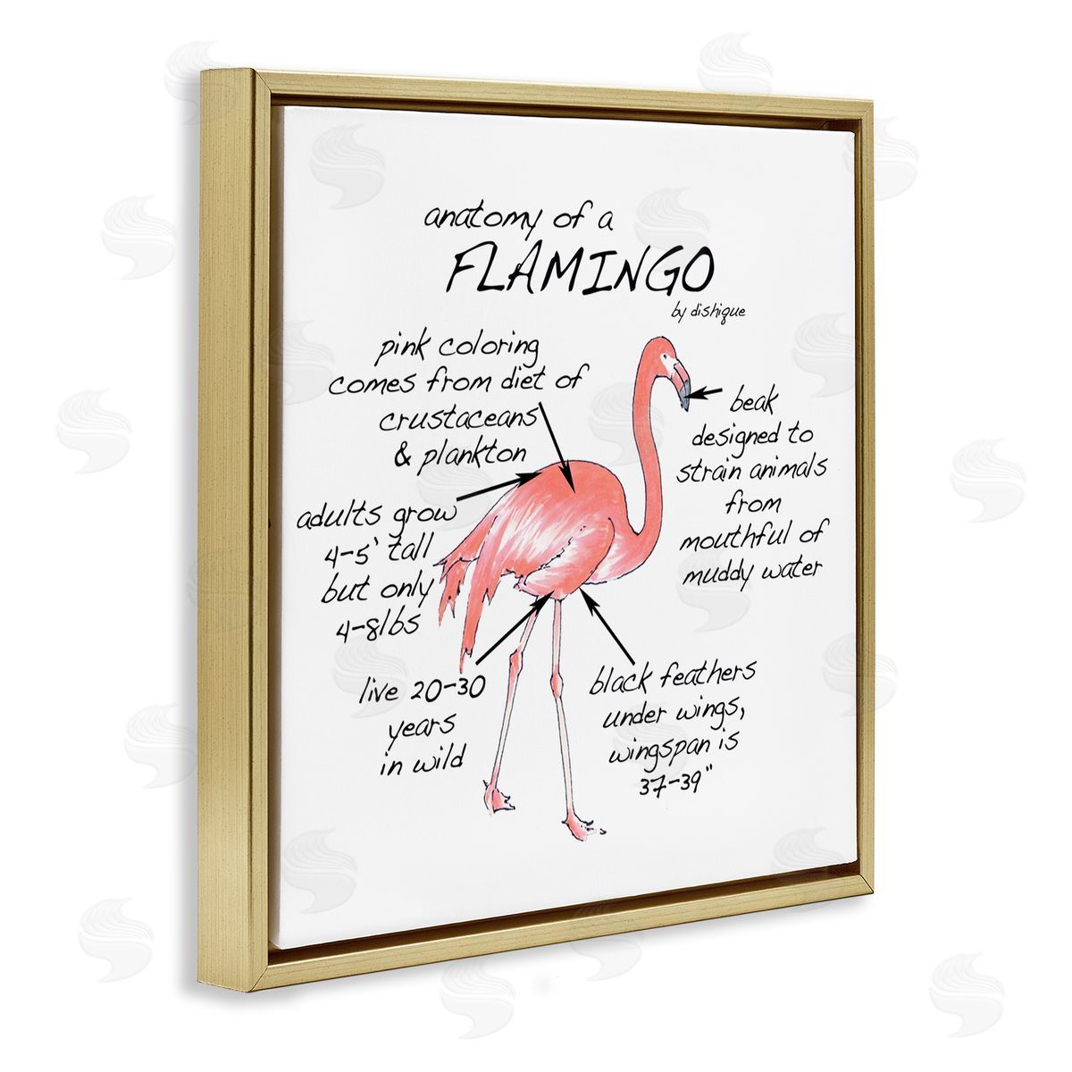 Dishique Flamingo Bird Facts Chart Educational Wildlife Animals Gold Floating Frame Canvas Wall Art Print