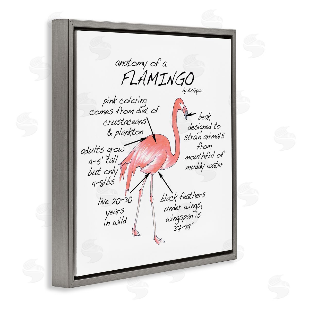 Dishique Flamingo Bird Facts Chart Educational Wildlife Animals Gray Floating Frame Canvas Wall Art Print
