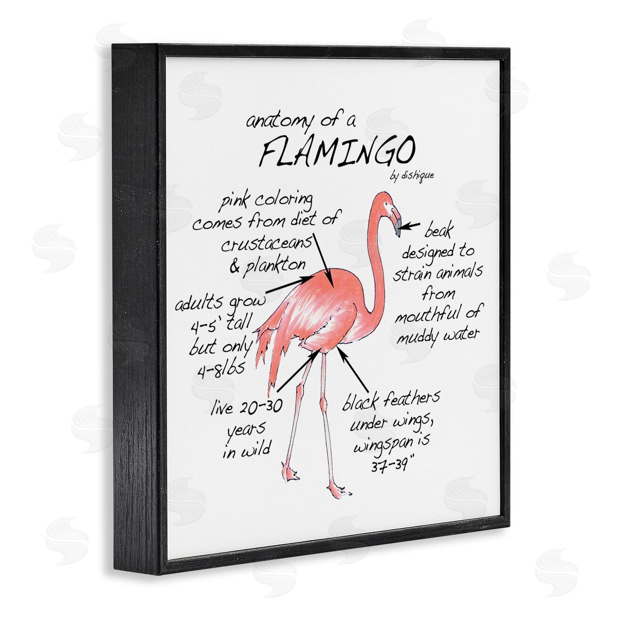 Dishique Flamingo Bird Facts Chart Educational Wildlife Animals Black Framed Glicee Wall Art Print