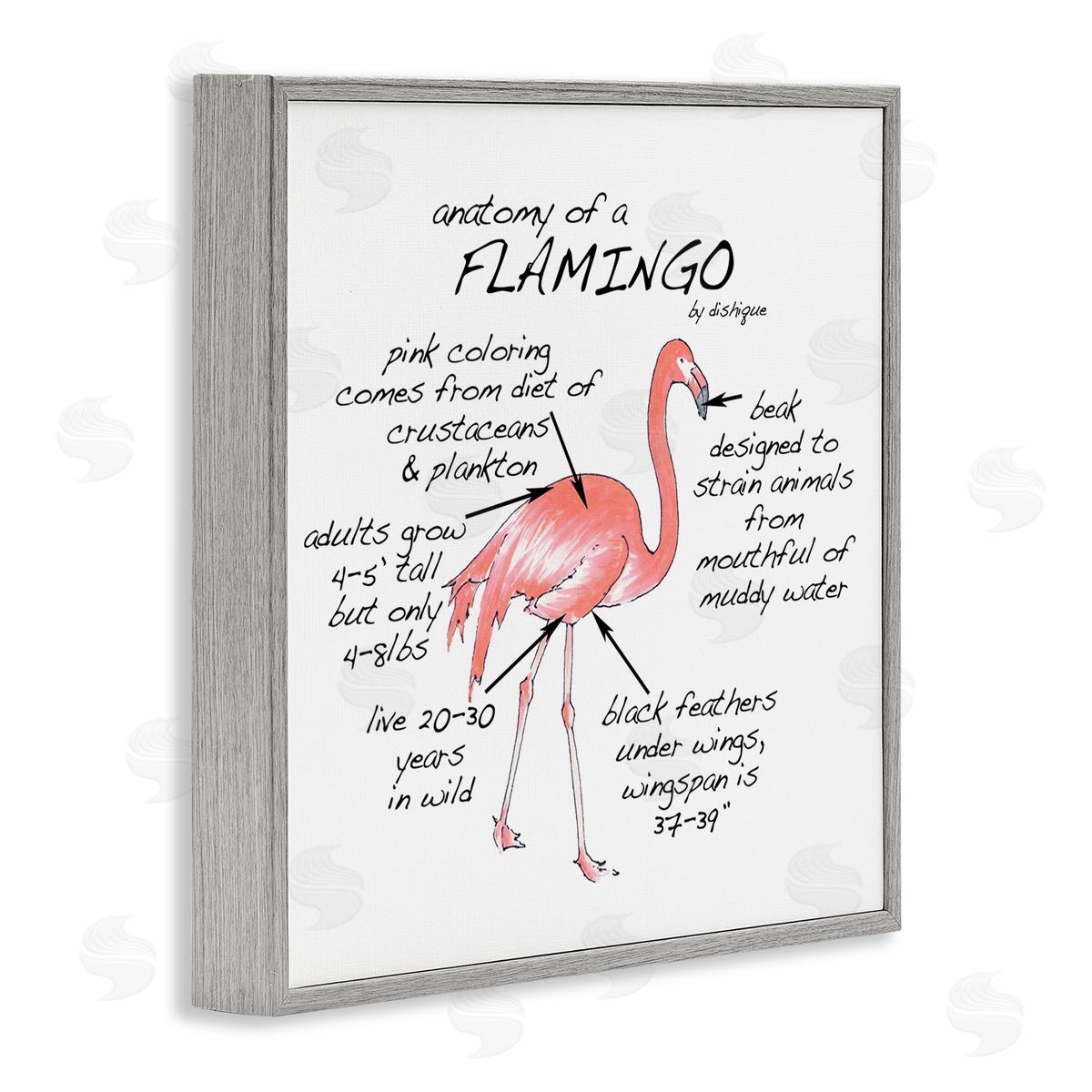 Dishique Flamingo Bird Facts Chart Educational Wildlife Animals Gray Framed Glicee Wall Art Print