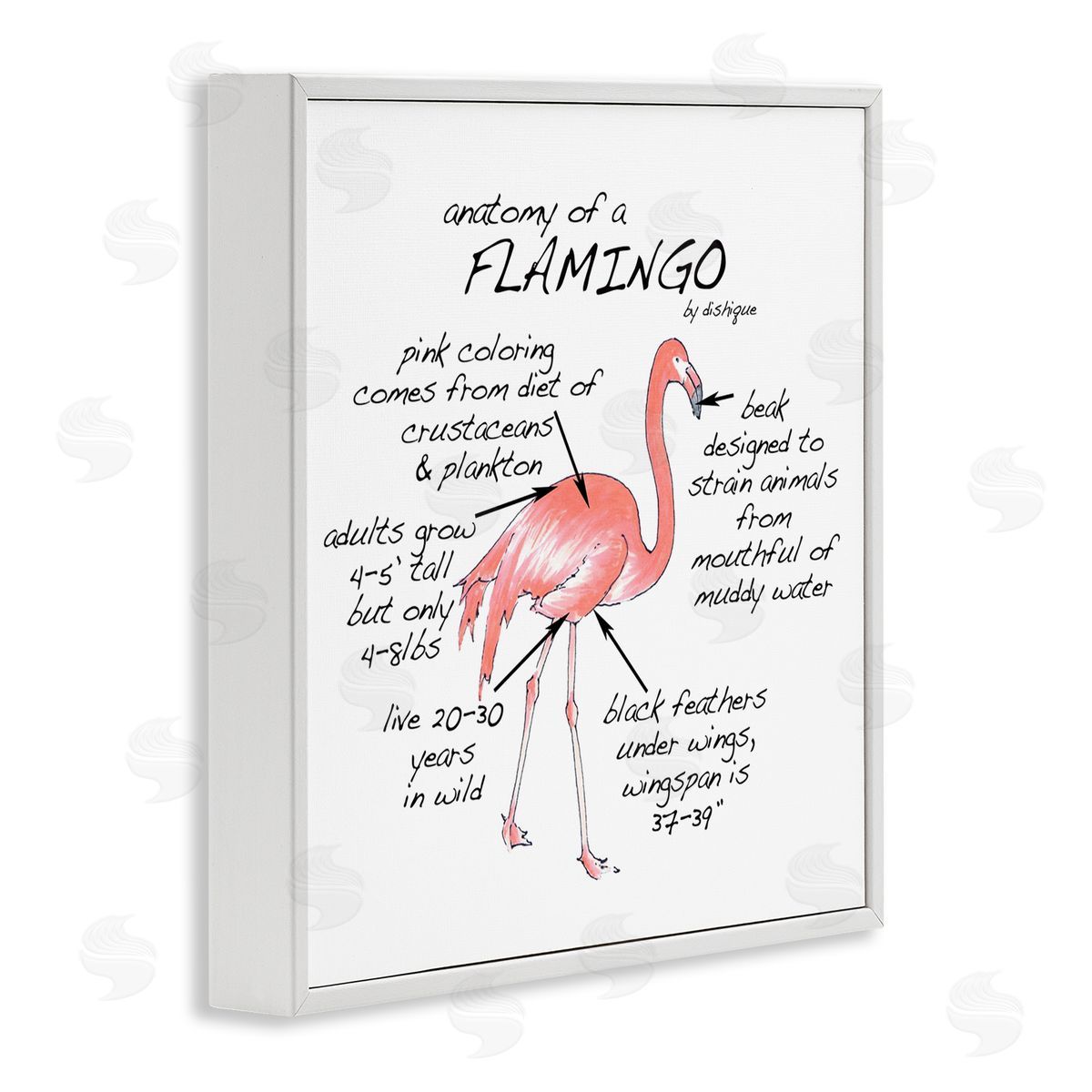 Dishique Flamingo Bird Facts Chart Educational Wildlife Animals White Framed Glicee Wall Art Print