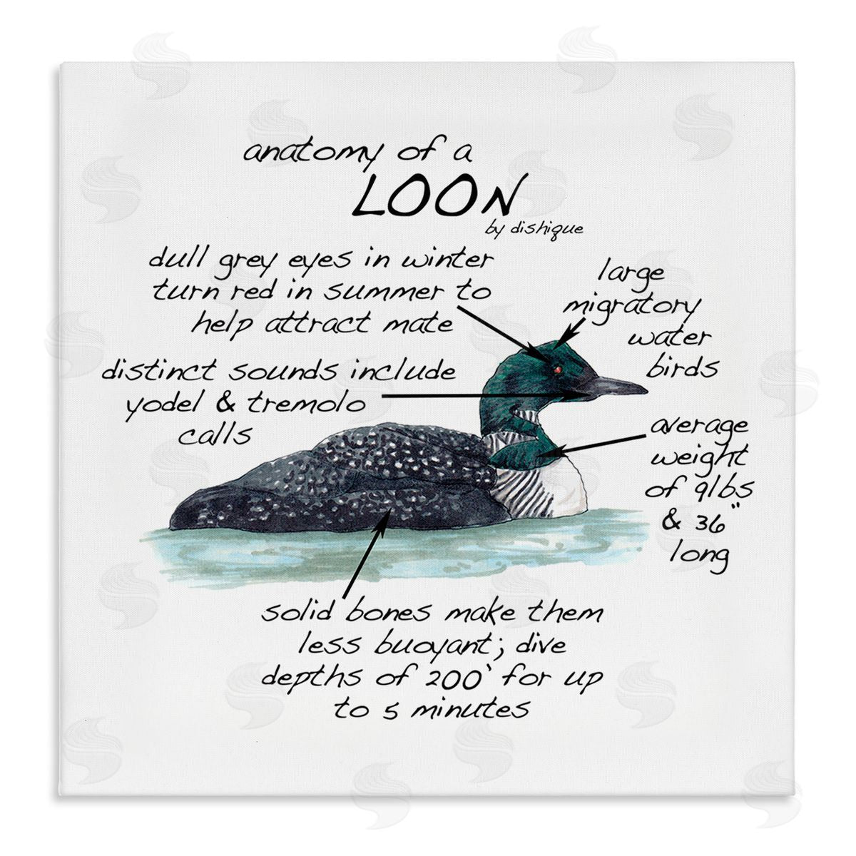 Dishique Loon Water Bird Anatomy Chart Educational Wildlife Facts Stretched Canvas Wall Art Print