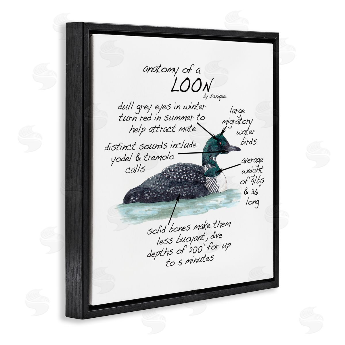 Dishique Loon Water Bird Anatomy Chart Educational Wildlife Facts Black Floating Frame Canvas Wall Art Print