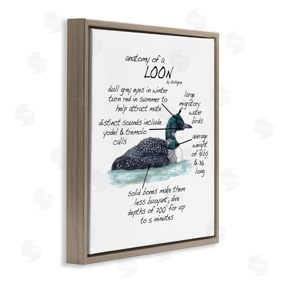 Dishique Loon Water Bird Anatomy Chart Educational Wildlife Facts Brown Floating Frame Canvas Wall Art Print