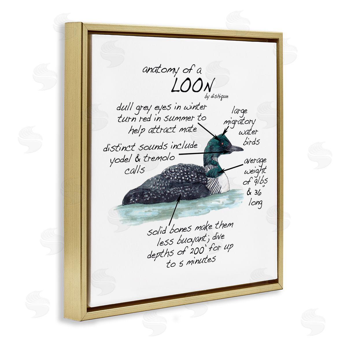 Dishique Loon Water Bird Anatomy Chart Educational Wildlife Facts Gold Floating Frame Canvas Wall Art Print