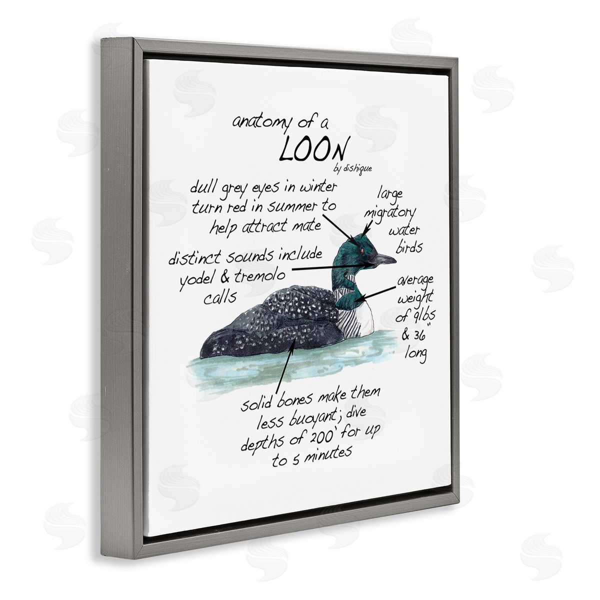 Dishique Loon Water Bird Anatomy Chart Educational Wildlife Facts Gray Floating Frame Canvas Wall Art Print