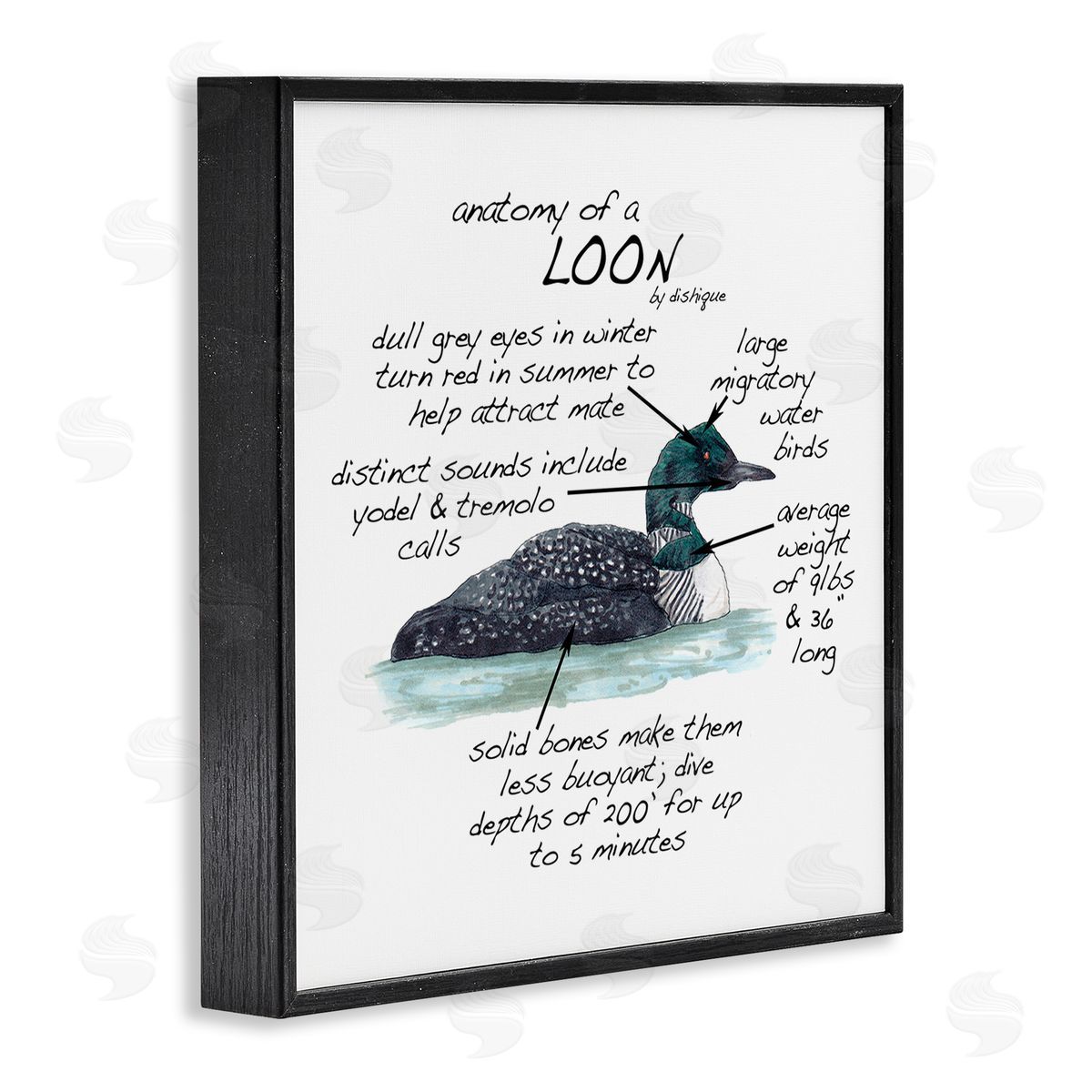 Dishique Loon Water Bird Anatomy Chart Educational Wildlife Facts Black Framed Glicee Wall Art Print