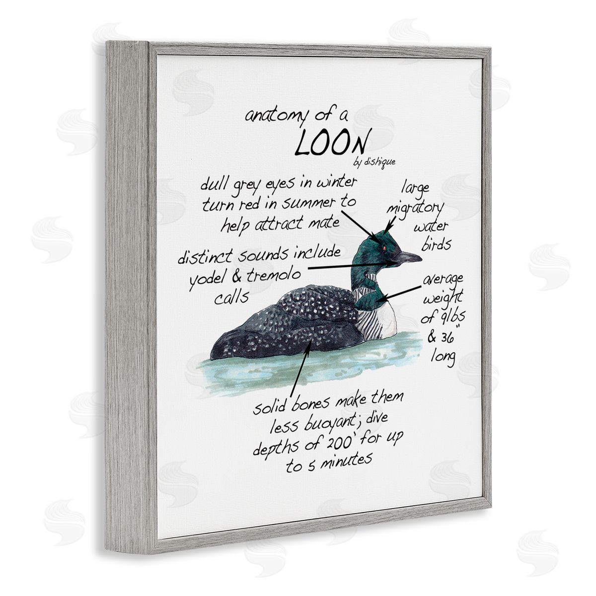 Dishique Loon Water Bird Anatomy Chart Educational Wildlife Facts Gray Framed Glicee Wall Art Print