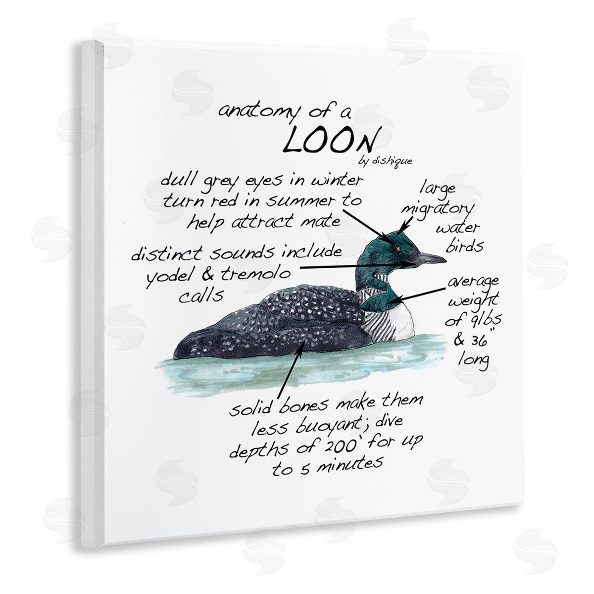 Dishique Loon Water Bird Anatomy Chart Educational Wildlife Facts Wooden Wall Plaque Art Print