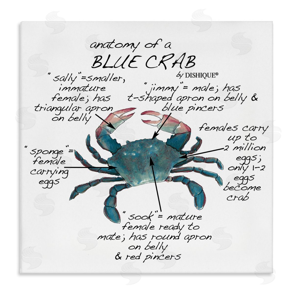 Dishique Crab Anatomy Facts Educational Sea Life Diagram Stretched Canvas Wall Art Print