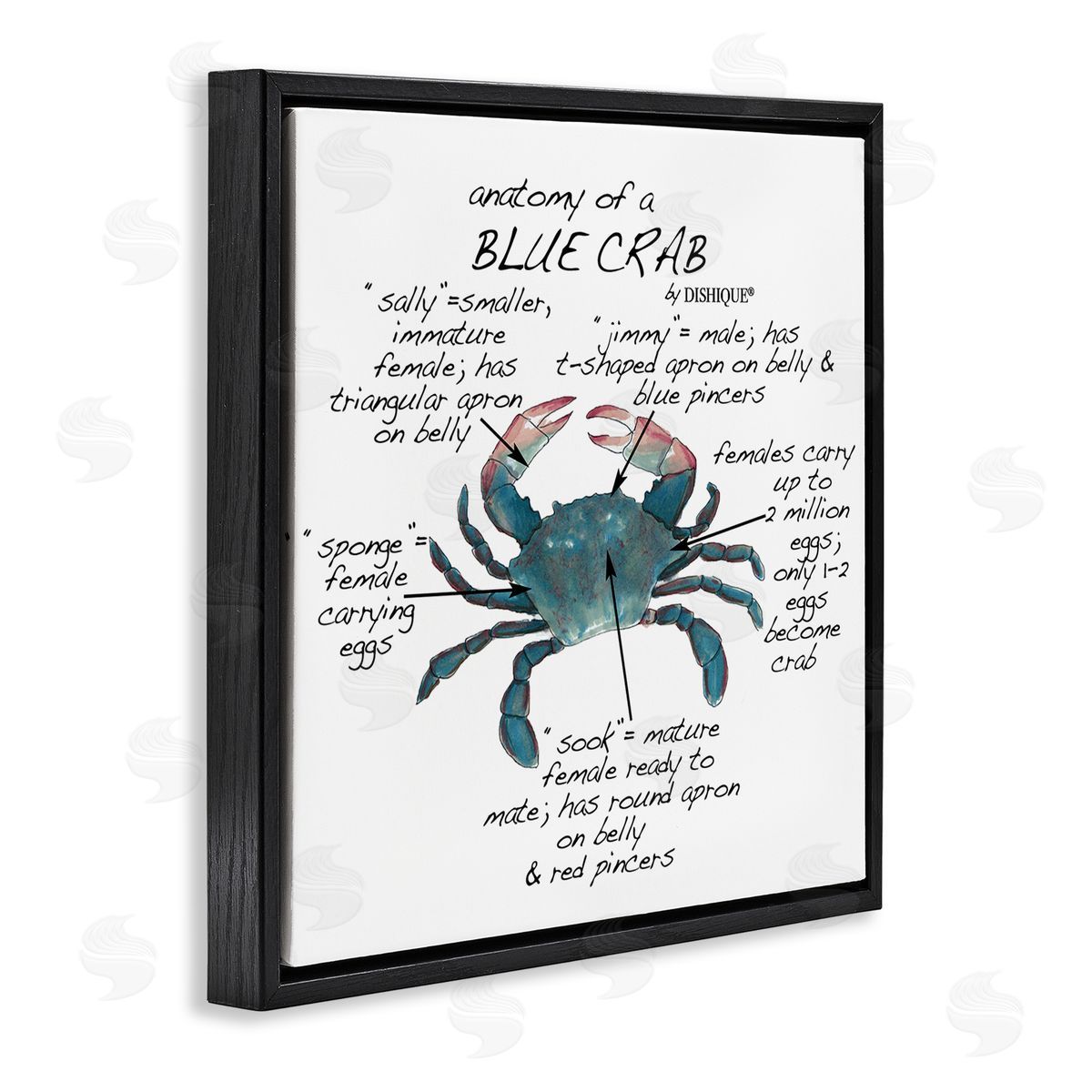 Dishique Crab Anatomy Facts Educational Sea Life Diagram Black Floating Frame Canvas Wall Art Print