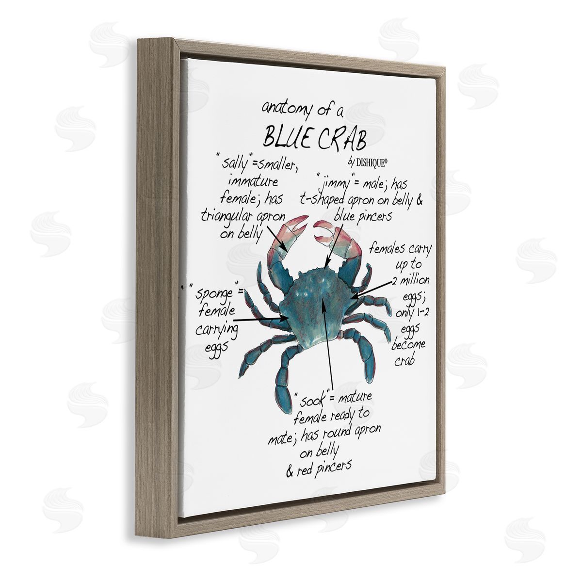 Dishique Crab Anatomy Facts Educational Sea Life Diagram Brown Floating Frame Canvas Wall Art Print