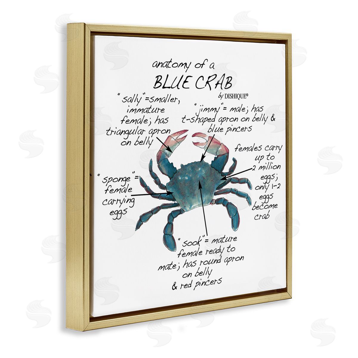 Dishique Crab Anatomy Facts Educational Sea Life Diagram Gold Floating Frame Canvas Wall Art Print