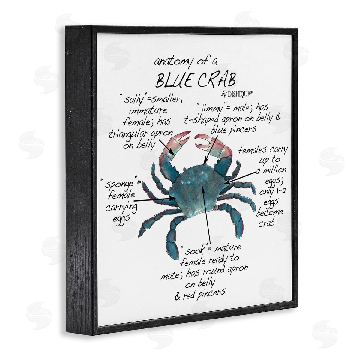 Dishique Crab Anatomy Facts Educational Sea Life Diagram Black Framed Glicee Wall Art Print