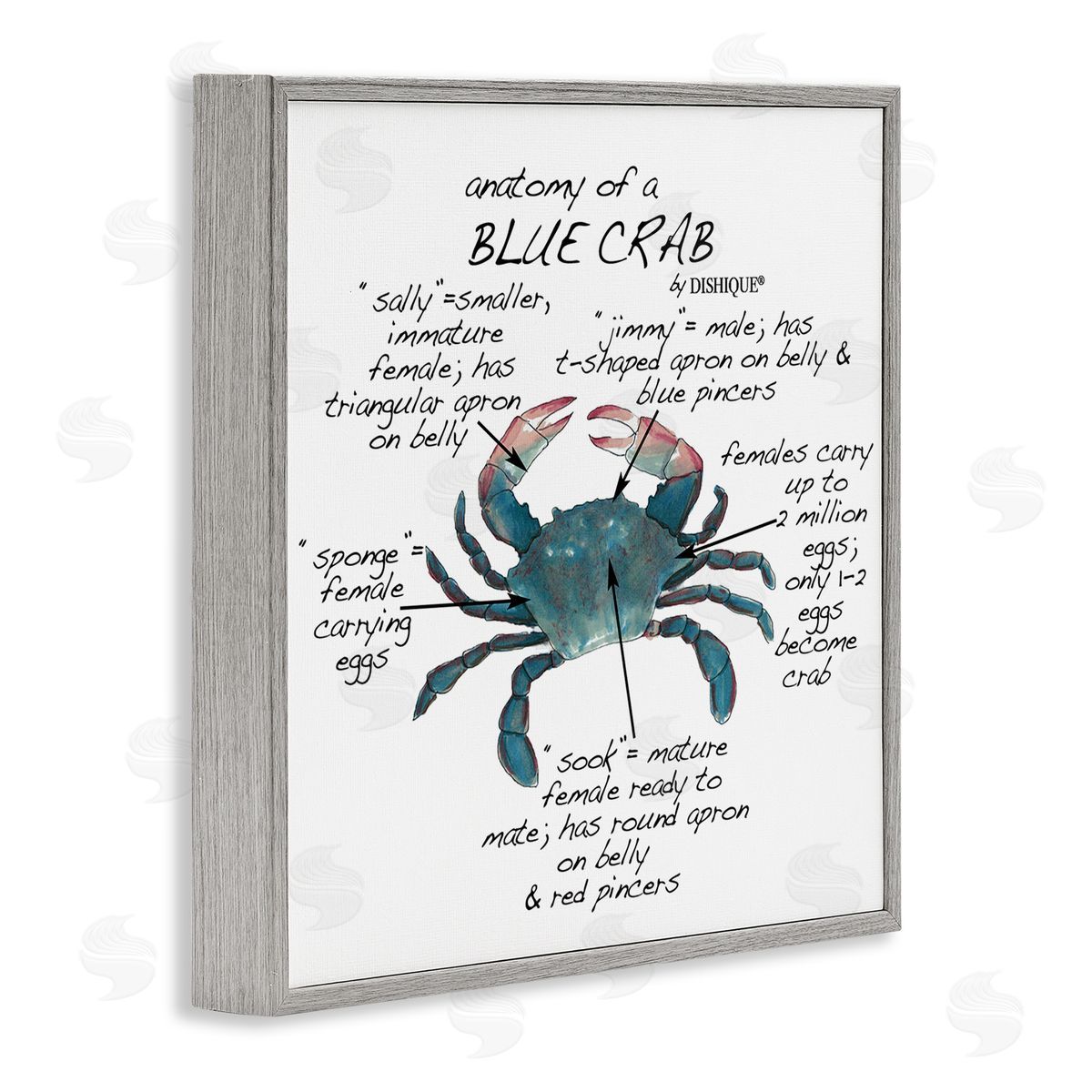 Dishique Crab Anatomy Facts Educational Sea Life Diagram Gray Framed Glicee Wall Art Print