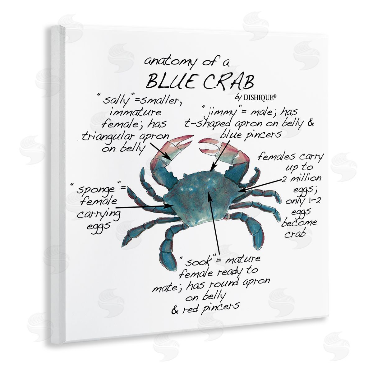 Dishique Crab Anatomy Facts Educational Sea Life Diagram Wooden Wall Plaque Art Print